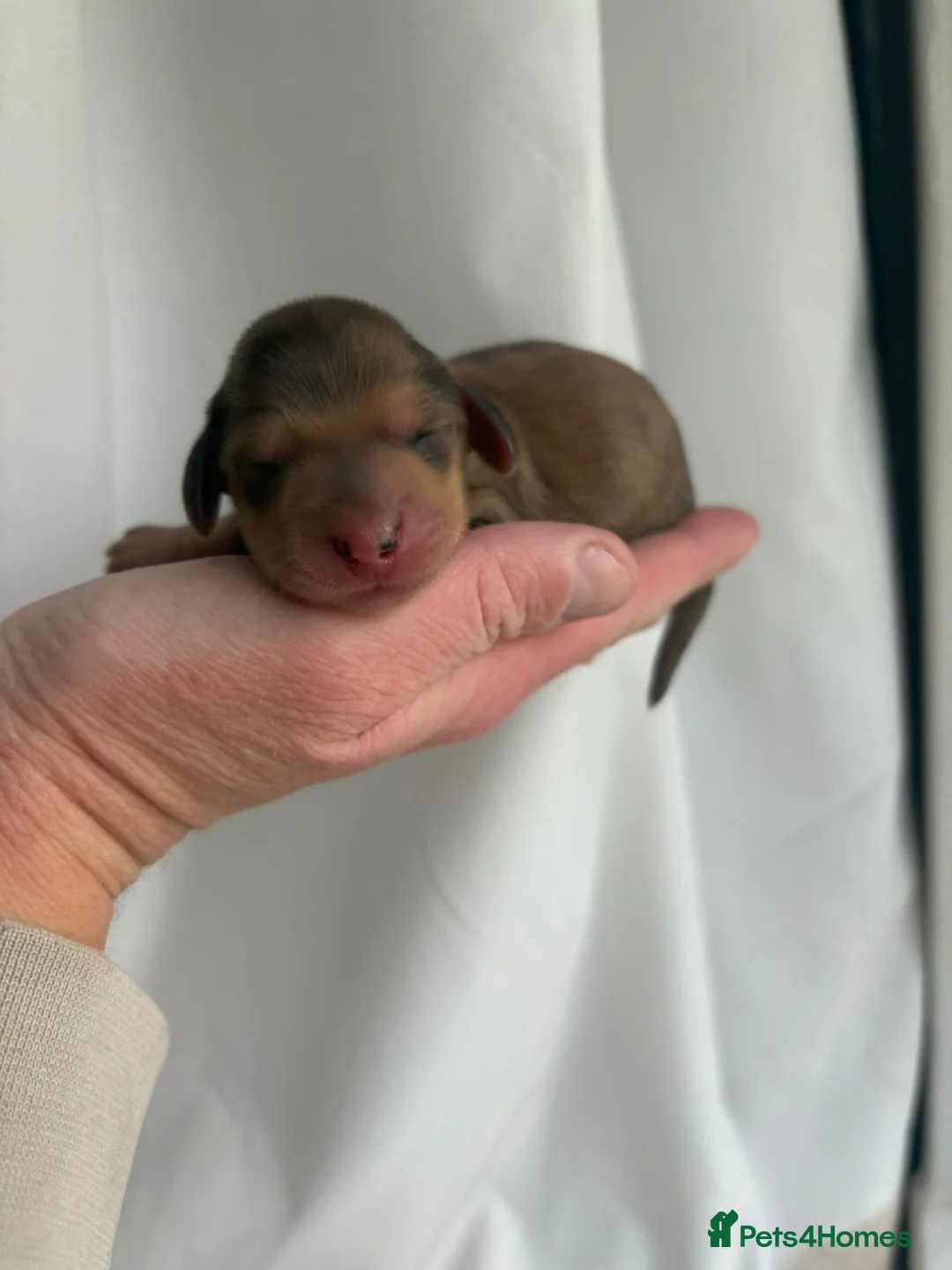 Miniature Dachshund dogs for sale: Miniature longhaired dachshunds PRA clear - Advert 1