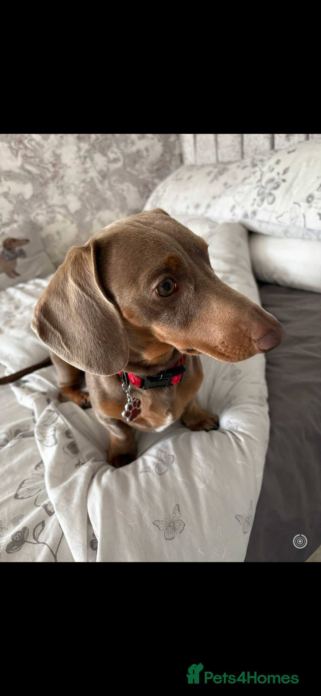 Miniature Dachshund dogs for stud: Miniature Dashshund - Advert 1