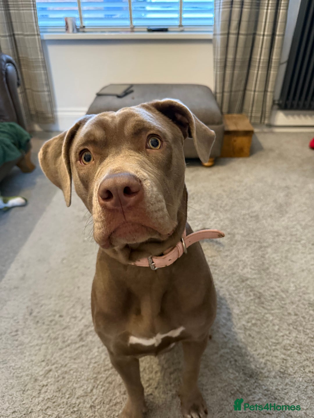 Mixed Breed dogs for sale: Borehole x cane corso female  - Advert 3