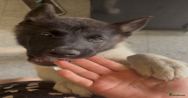Akita dogs - Advert 12