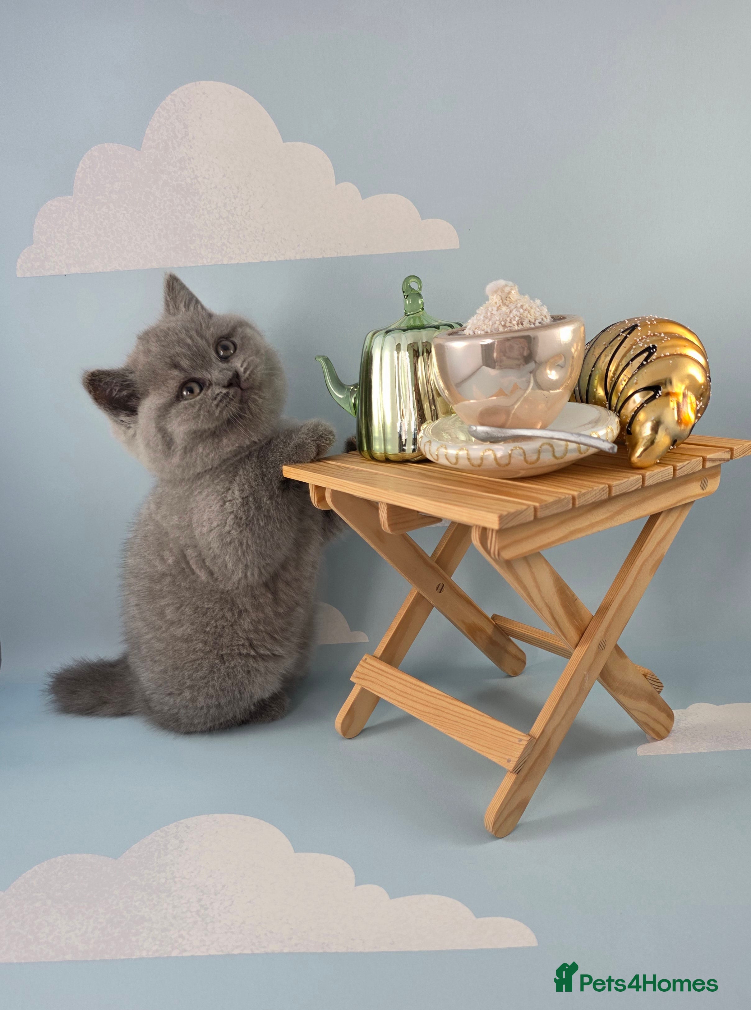 British Shorthair cats for sale: CHAMPION SIRED BSH KITTENS AVAILABLE TO RESERVE - Advert 5