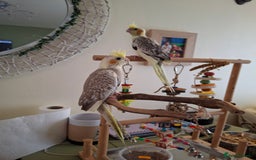 Cockatiels birds for sale: Cockateil babies 2 available shortly. - Image 2