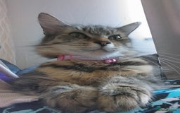 Persian cats for sale: Long haired tabby persain  - Image 3