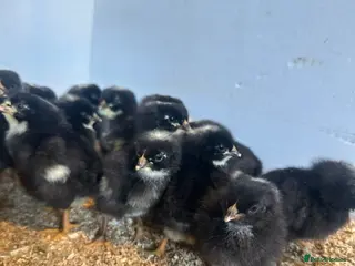 Hens poultry Barred Plymouth Rock chicks & hatching eggs - Advert 13