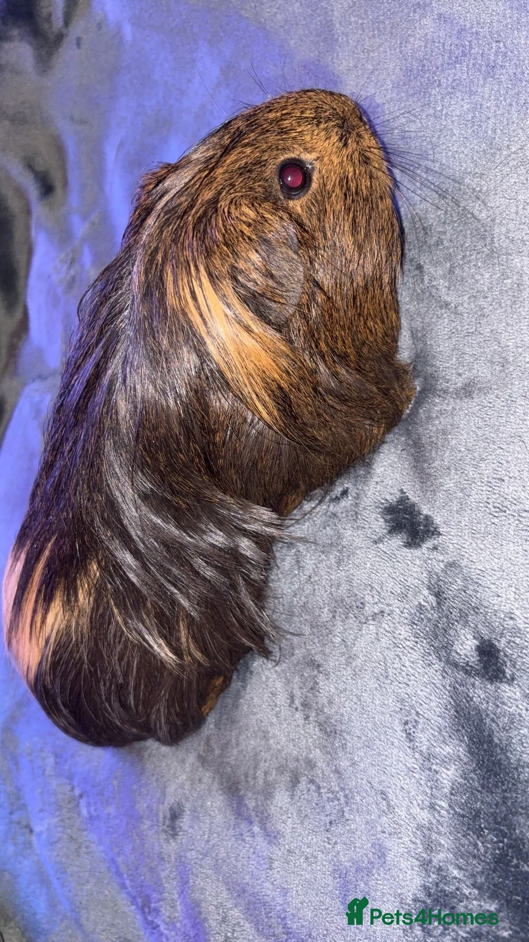 Guinea Pig rodents for sale: Guinea pigs for sale  - Advert 6