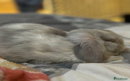 Dwarf Lop rabbits for sale: 2 Dwarf lop x mini lop rabbits  - Image 5