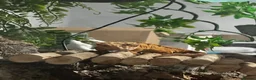 Gecko reptiles for sale: Beautiful Dalmatian crested gecko female - Advert 4