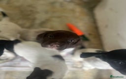 English Springer Spaniel dogs for sale: KC Registered English springer spaniel puppies. - Image 25