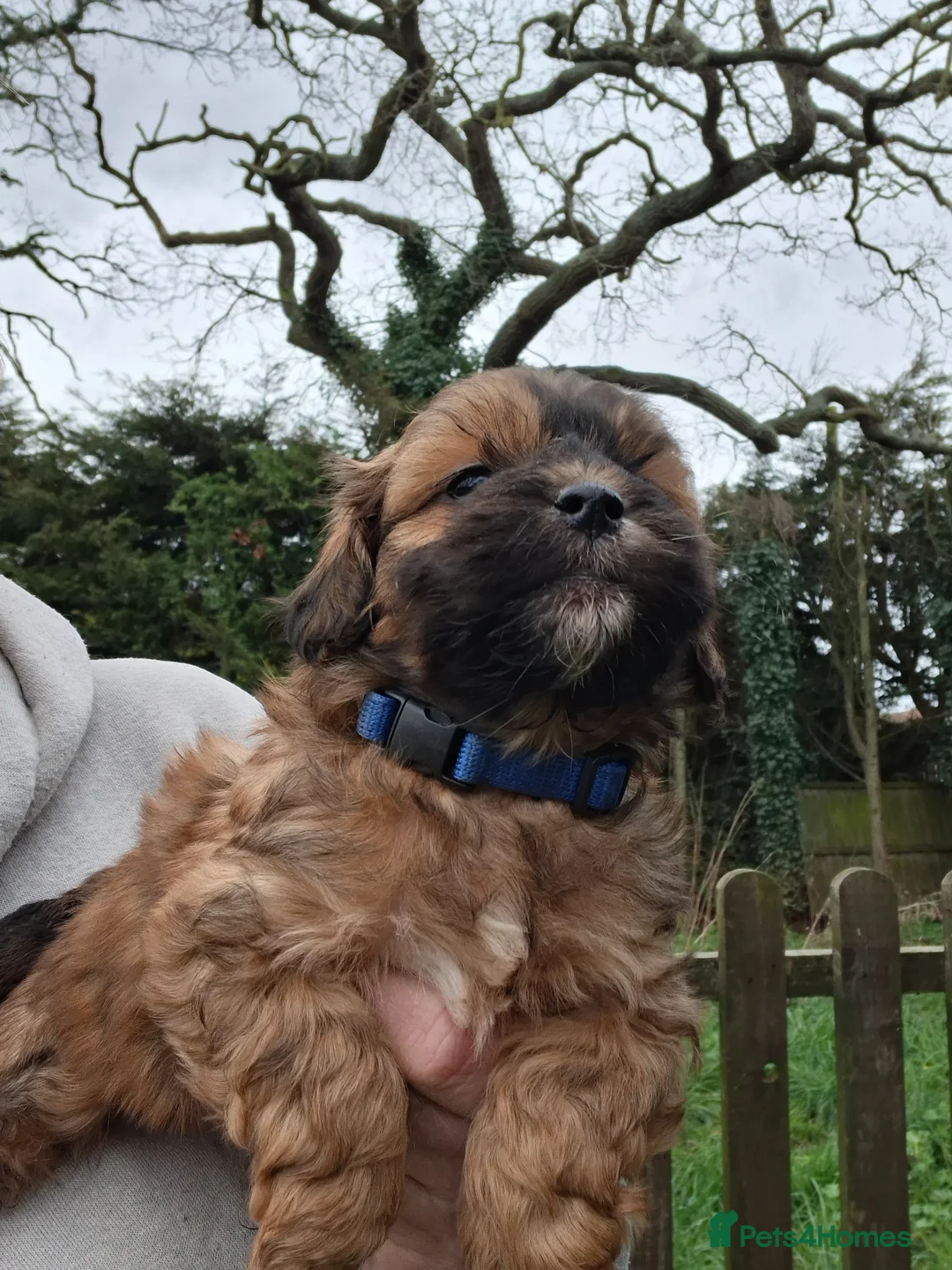 Shihpoo dogs for sale: Adorable F1 Shihpoo puppies  - Advert 2