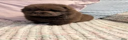 Chow Chow dogs for sale: Male Chow Chow looking for a new home - Advert 4