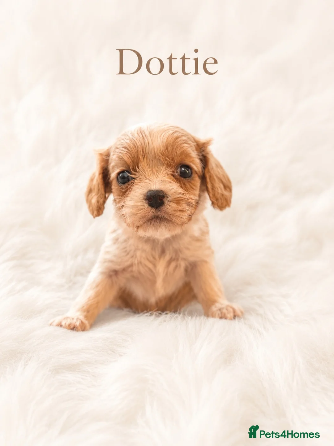 Cavalier King Charles Spaniel dogs for sale: 🐾 KC Registered Cavalier King Charles Spaniel 🐾 - Advert 2