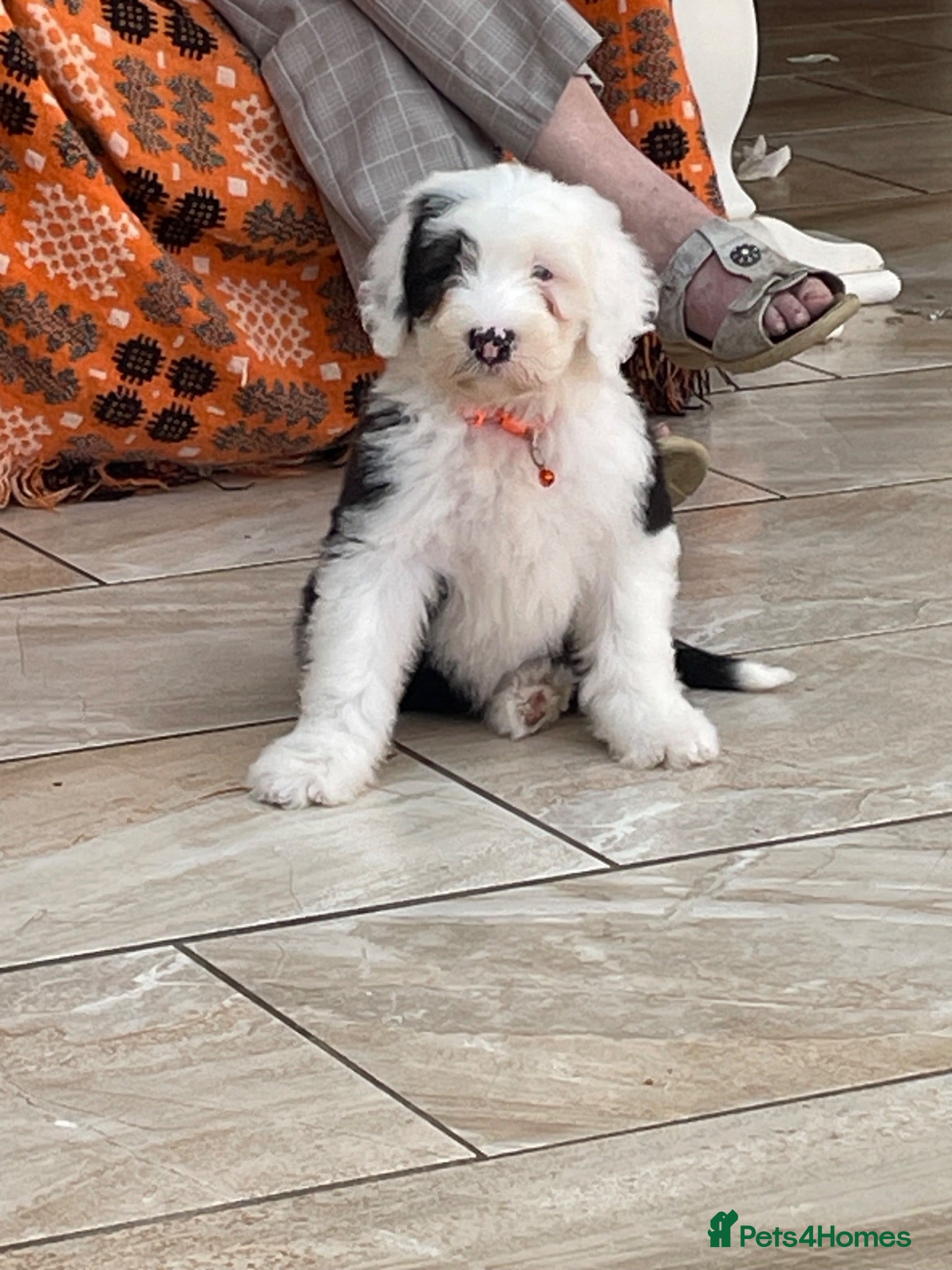 Old English Sheepdog dogs Two girls available  - Advert 4
