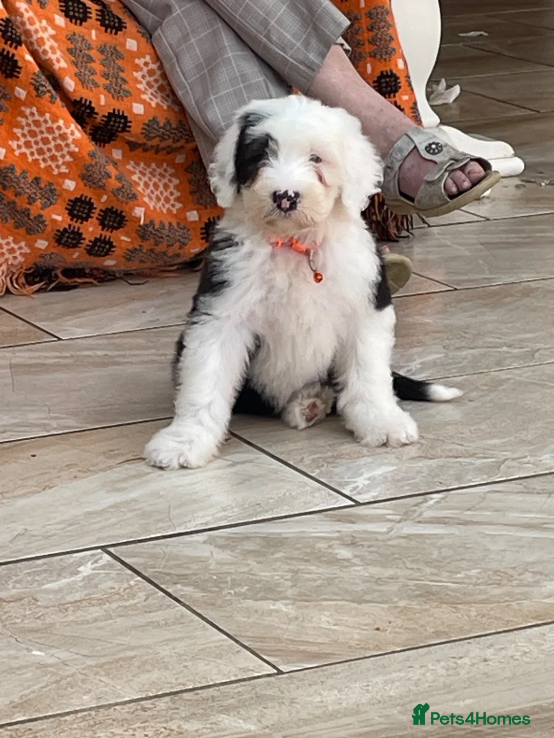 Old English Sheepdog dogs for sale: Two girls available  - Advert 1