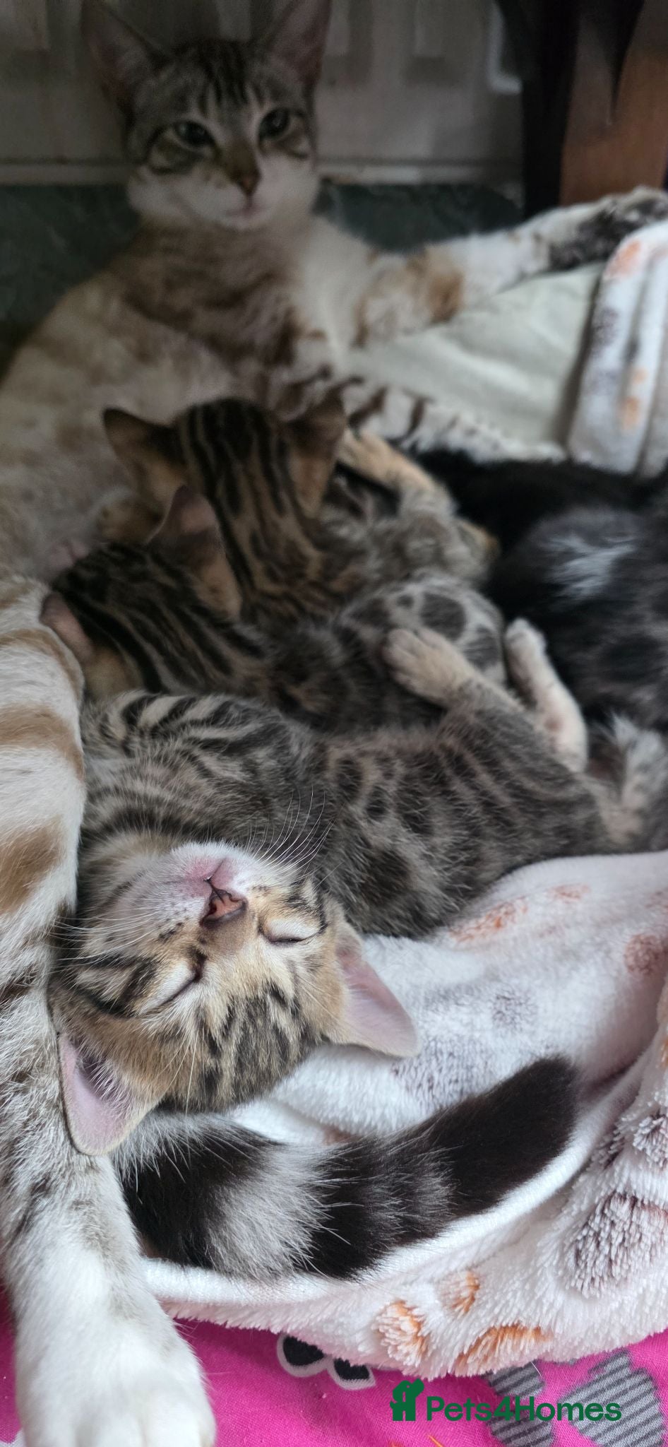 Bengal cats Beautiful Purebred Bengal Kittens Ready Soon - Advert 4