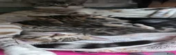 Bengal cats for sale: Beautiful Purebred Bengal Kittens Ready Soon - Advert 1