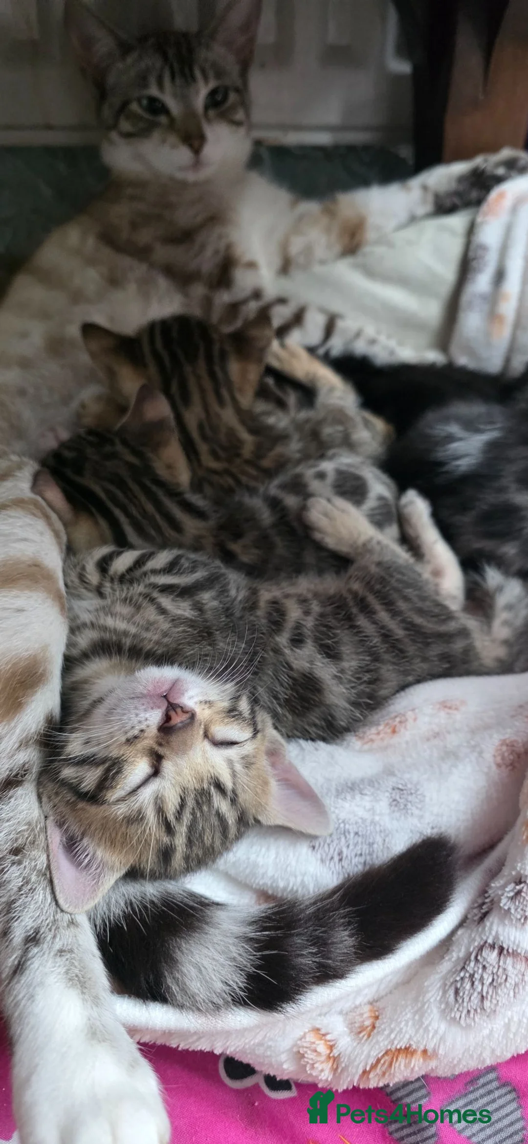 Bengal cats for sale: Beautiful Purebred Bengal Kittens Ready Soon - Advert 1