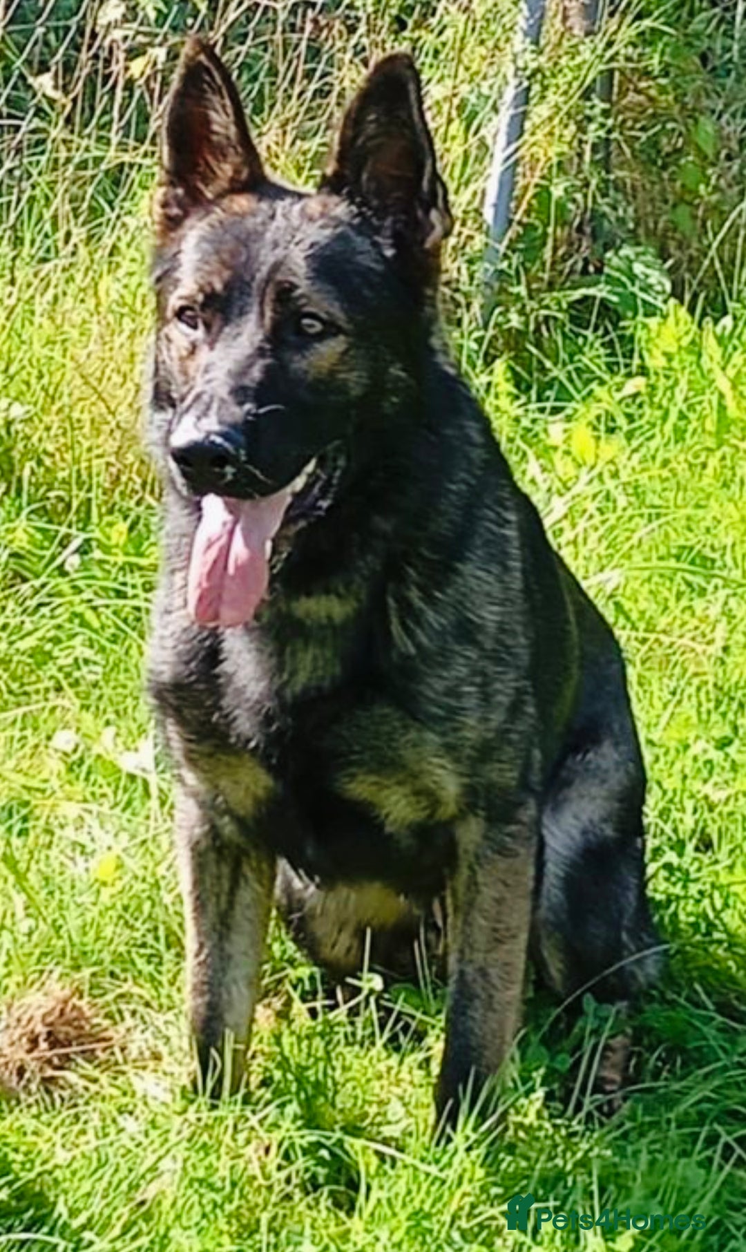 German Shepherd dogs for sale: DDR Working Line GSD Puppies Rare Working Lines - Advert 4