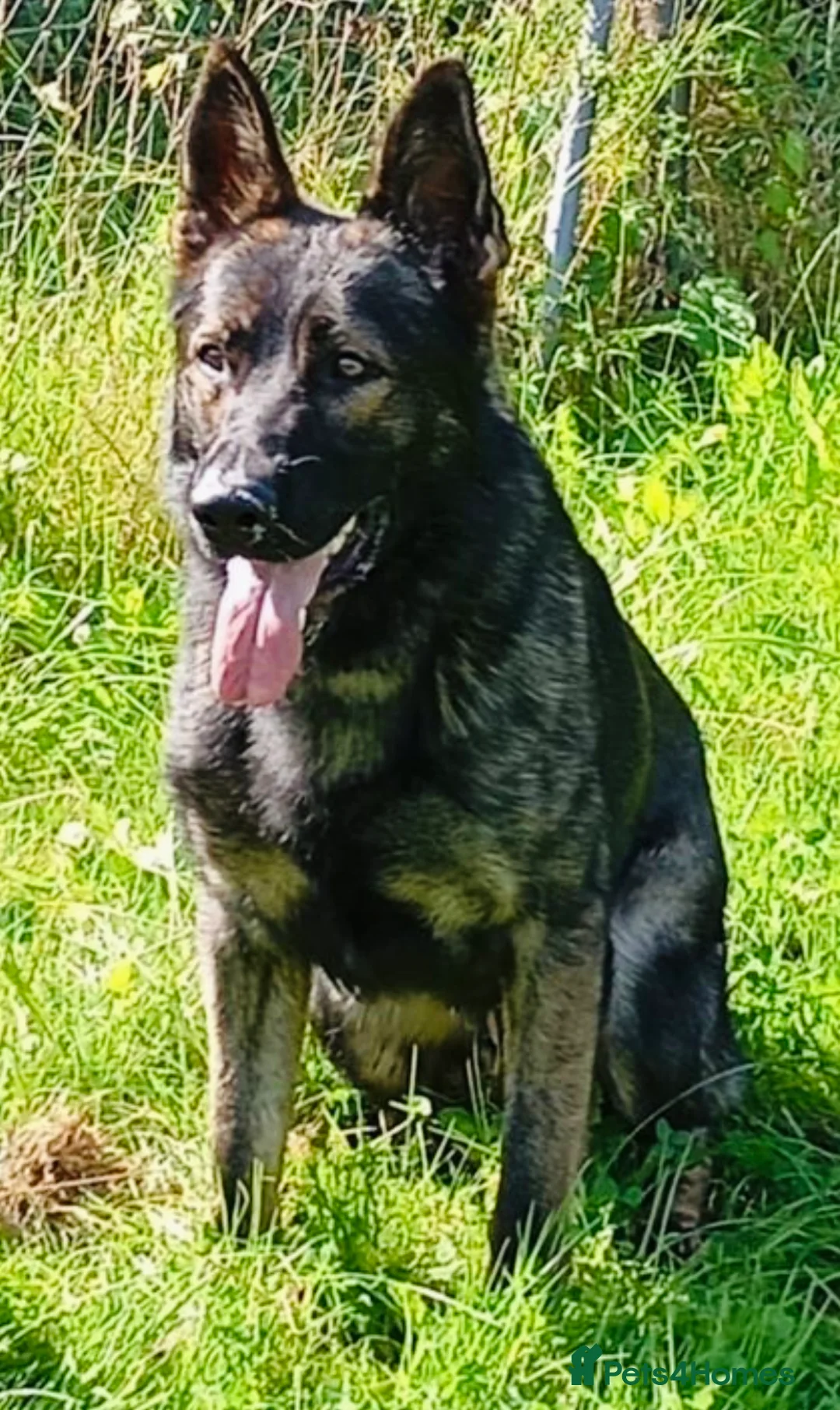 German Shepherd dogs for sale: DDR Working Line GSD Puppies Rare Working Lines - Advert 4