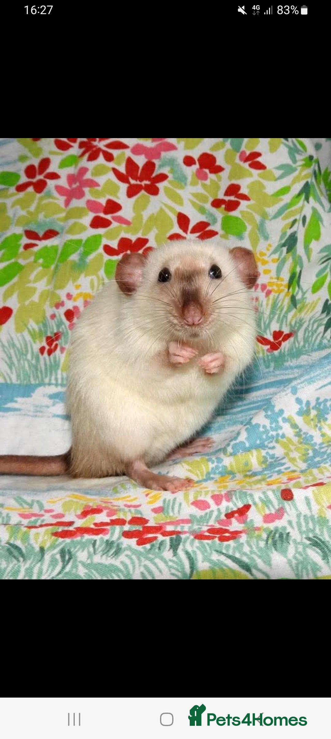 Rat rodents for sale: Siamese rats wanted  - Advert 1