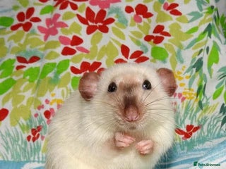 Rat rodents Siamese rats wanted - Advert 1