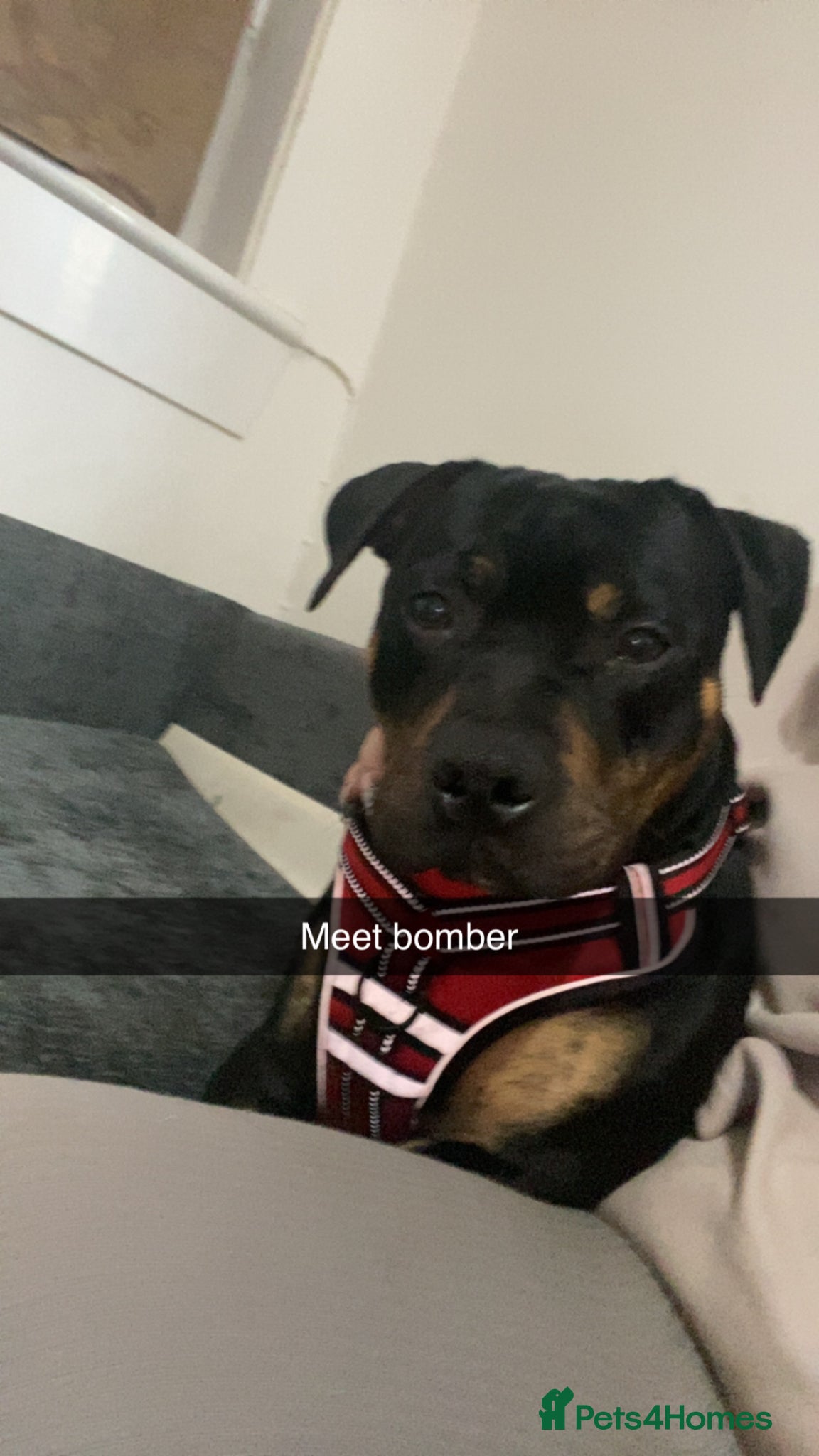 Staffordshire Bull Terrier dogs Meet bomber - Advert 2