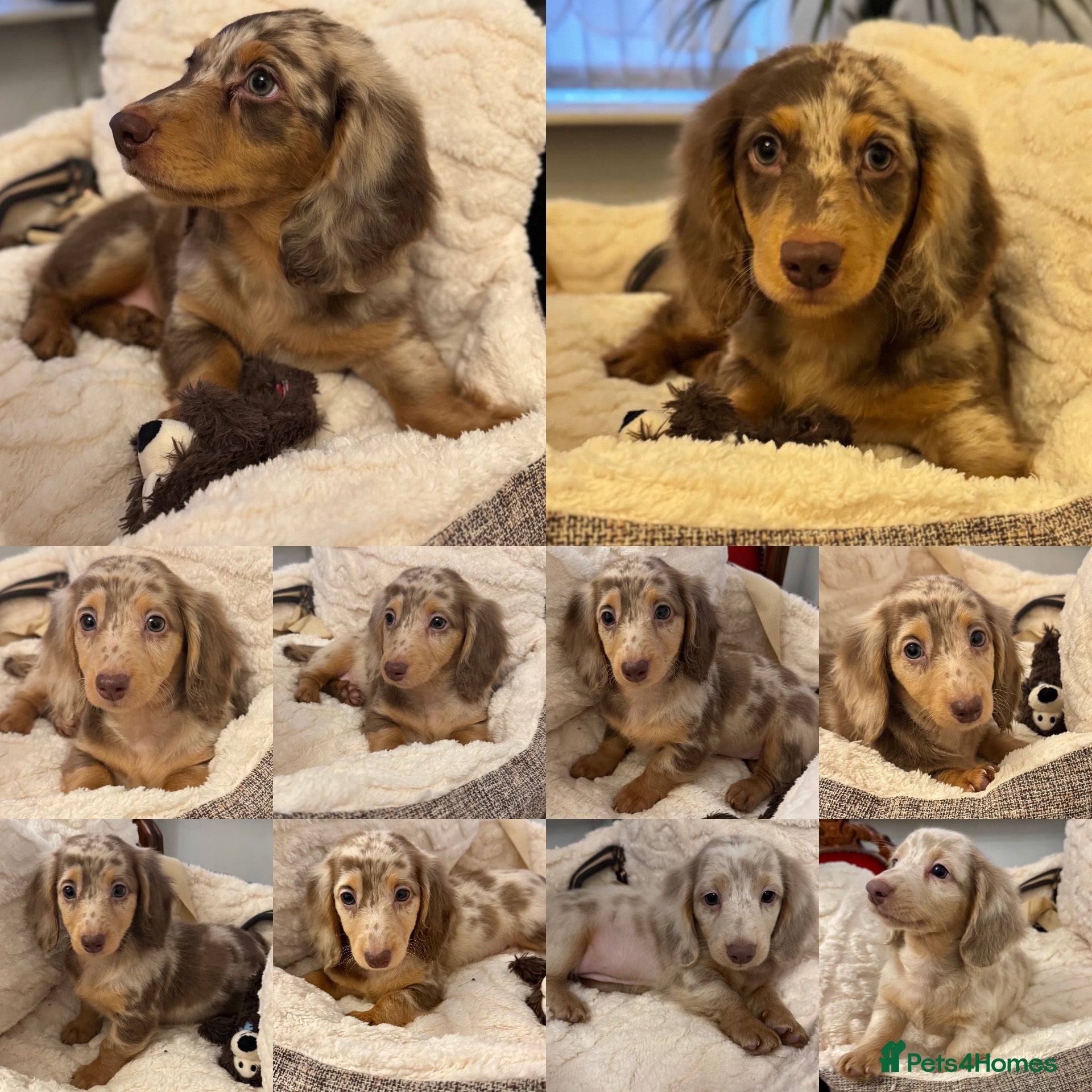 Miniature Dachshund dogs Dachshund miniature long hair  - Advert 17