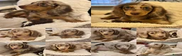 Miniature Dachshund dogs for sale: Dachshund miniature long hair  - Advert 15