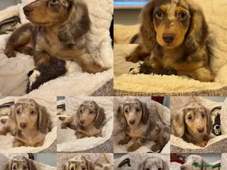 Miniature Dachshund dogs Dachshund miniature long hair - Advert 17