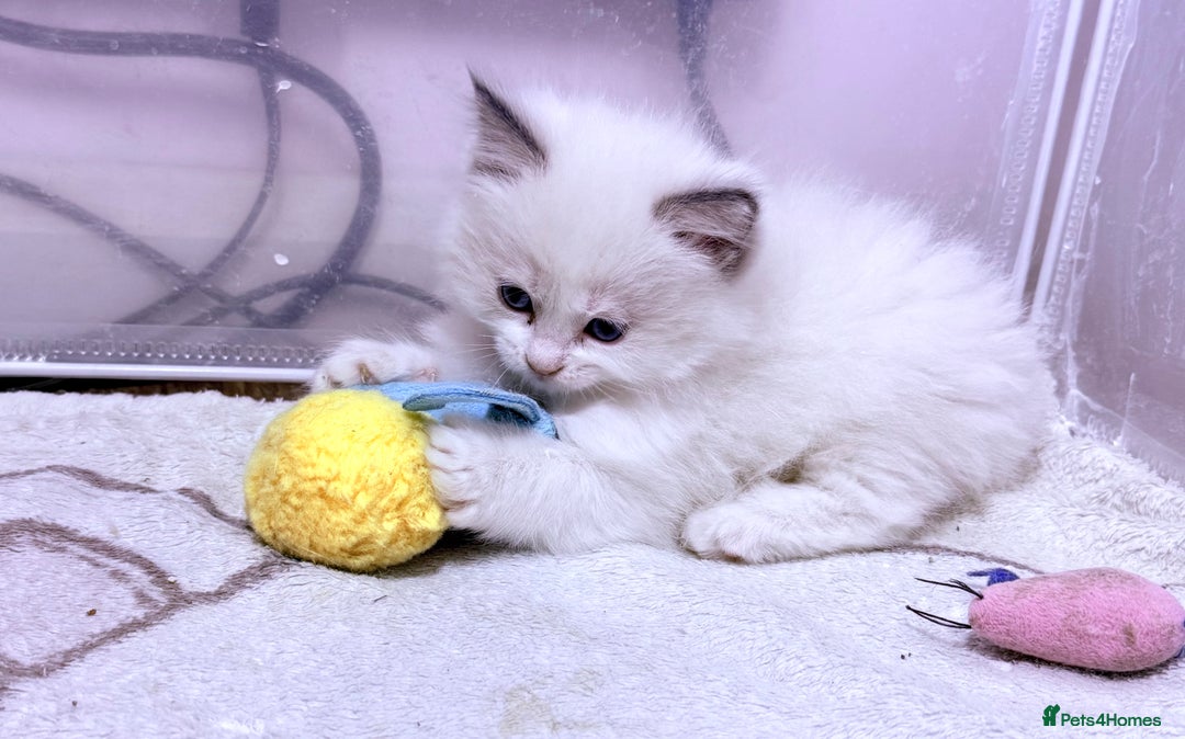 Ragdoll cats for sale: 💕🏅GCCF reg. Champ blood Beautiful Ragdolls 🏅💕 - Advert 10