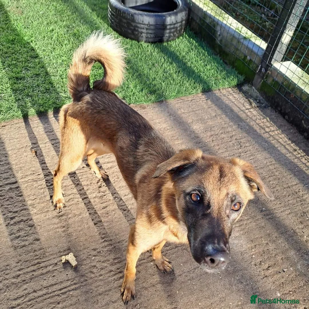 Mixed Breed dogs for adoption: Meet Ryder, currently residing in Cheshire  in Nantwich - Advert 6