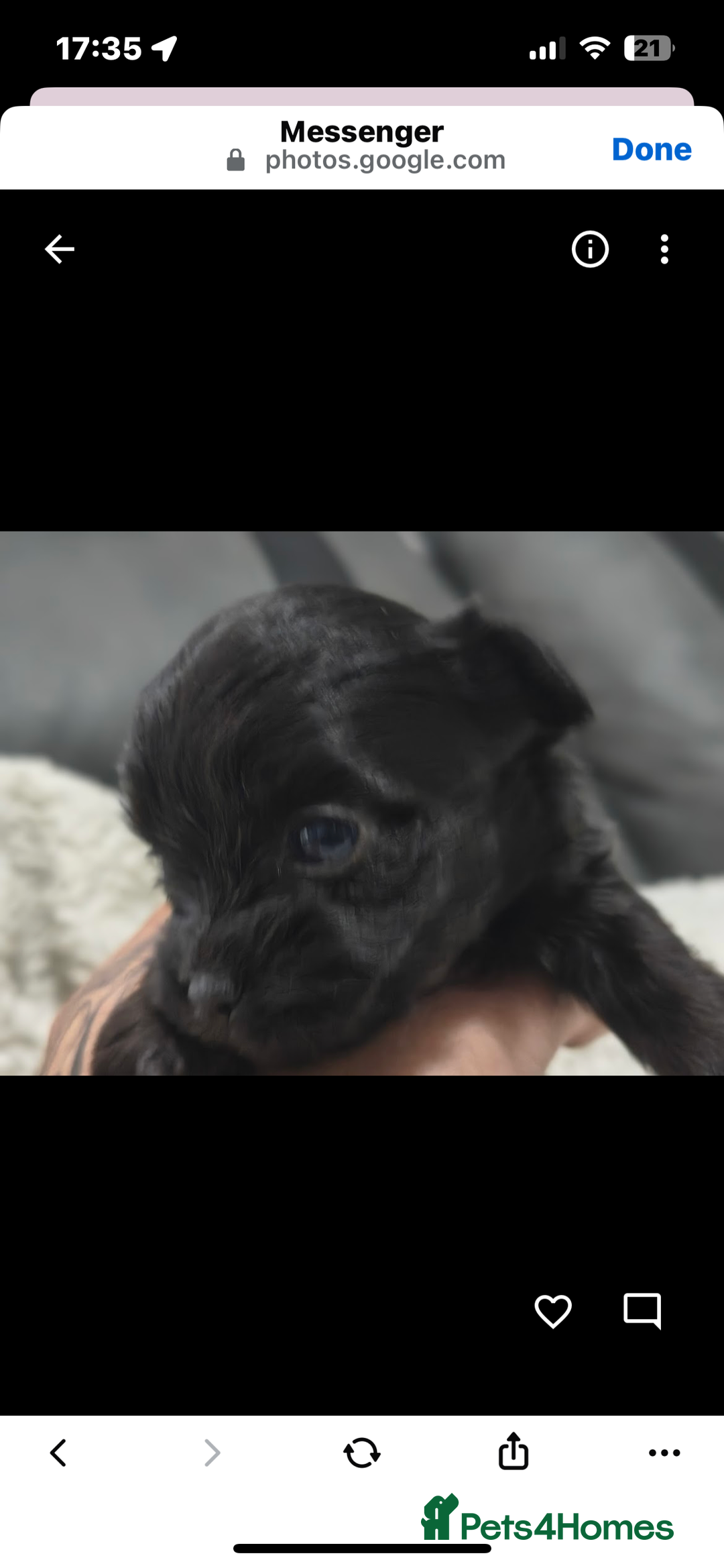 Mixed Breed dogs for sale: t cup chihuahua x pooshon - Image 3
