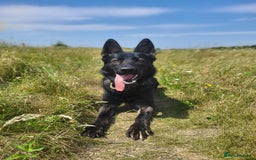 German Shepherd dogs for sale: Working line GSD  - Image 2
