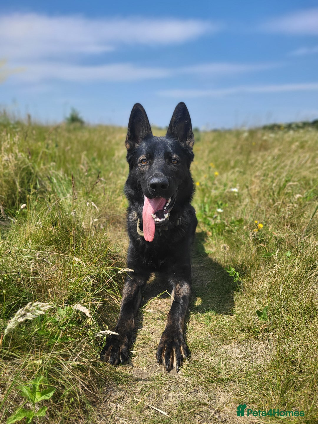 German Shepherd dogs for sale: Working line GSD  - Image 2