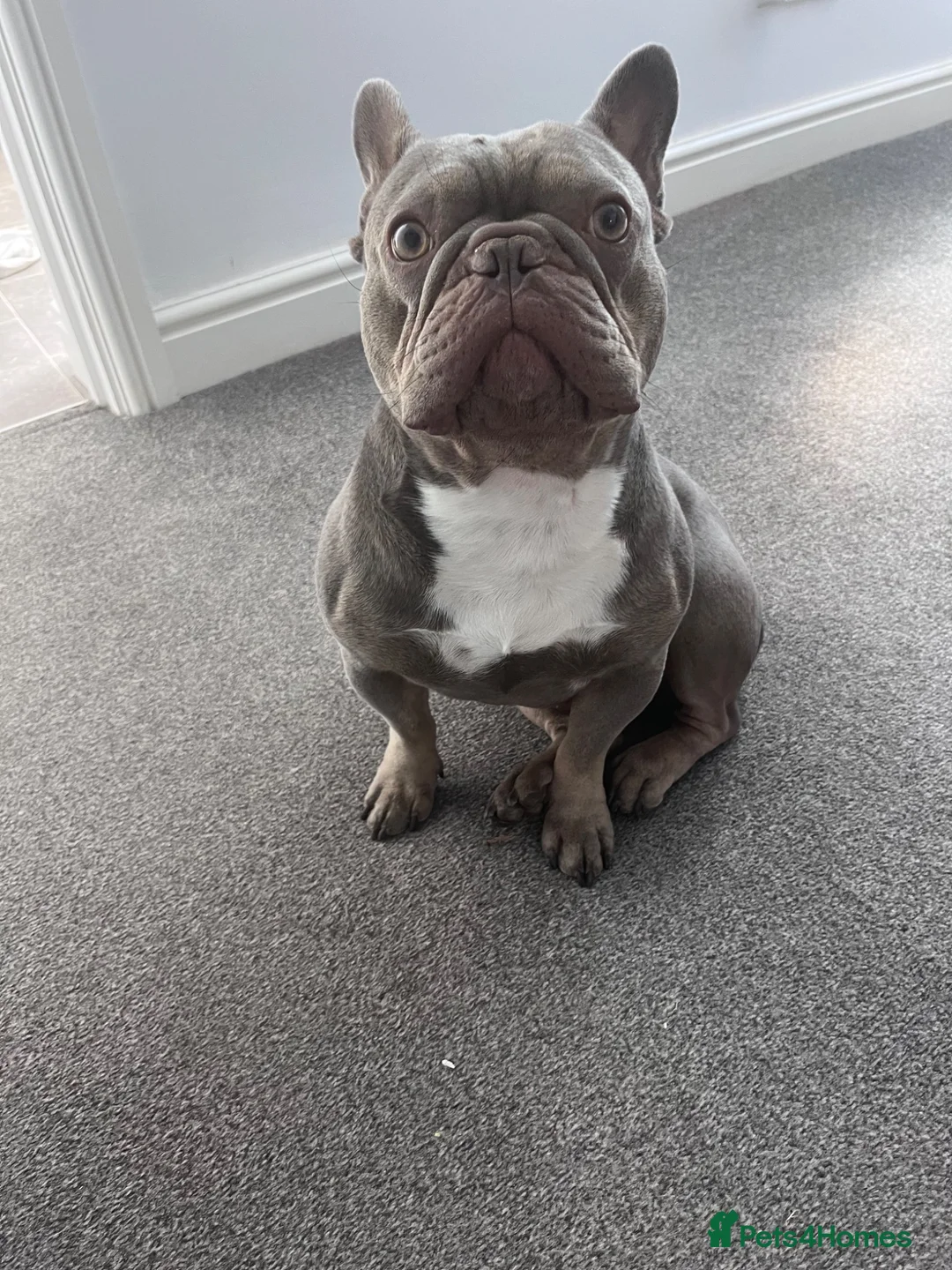 French Bulldog dogs for stud: Keeko - Advert 1
