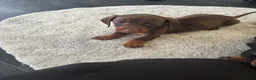 Dachshund dogs for sale: Dachshund puppy’s  in Ipswich - Advert 16