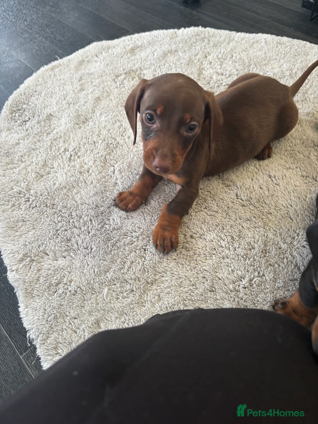 Dachshund dogs for sale: Dachshund puppy’s  in Ipswich - Advert 16