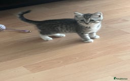 Persian cats for sale: Persian cross kittens - Image 12