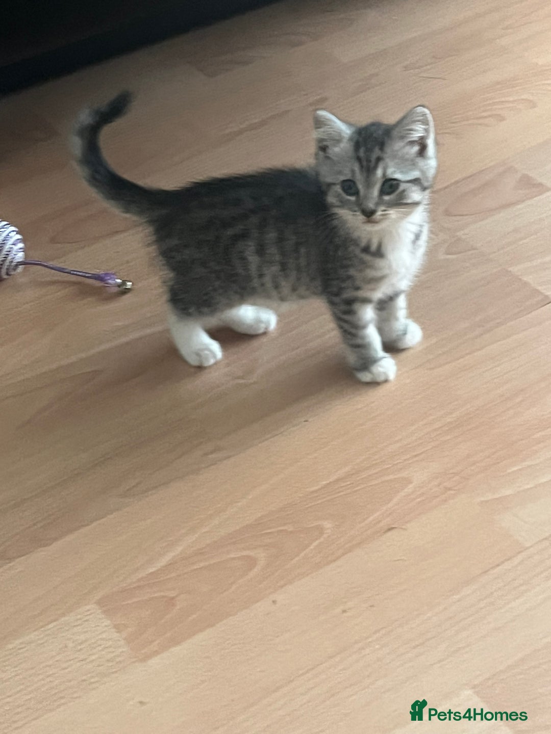 Persian cats for sale: Persian cross kittens - Image 12