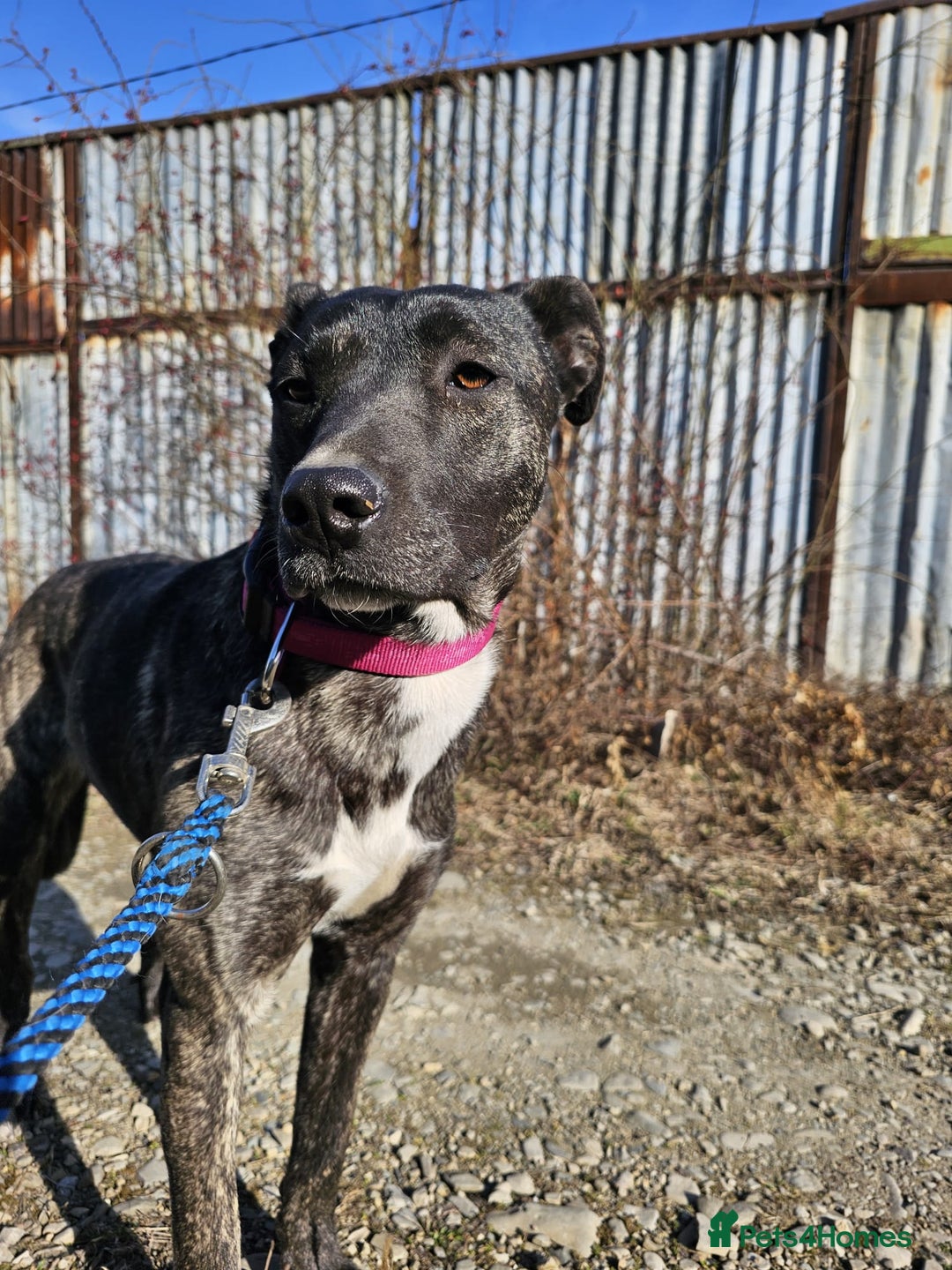 Mixed Breed dogs for adoption: A Beautiful and Gentle Girl - for a Loving Home - Image 24