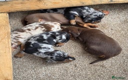 Miniature Dachshund dogs for sale: Beautiful miniature dachshund puppies - Image 6
