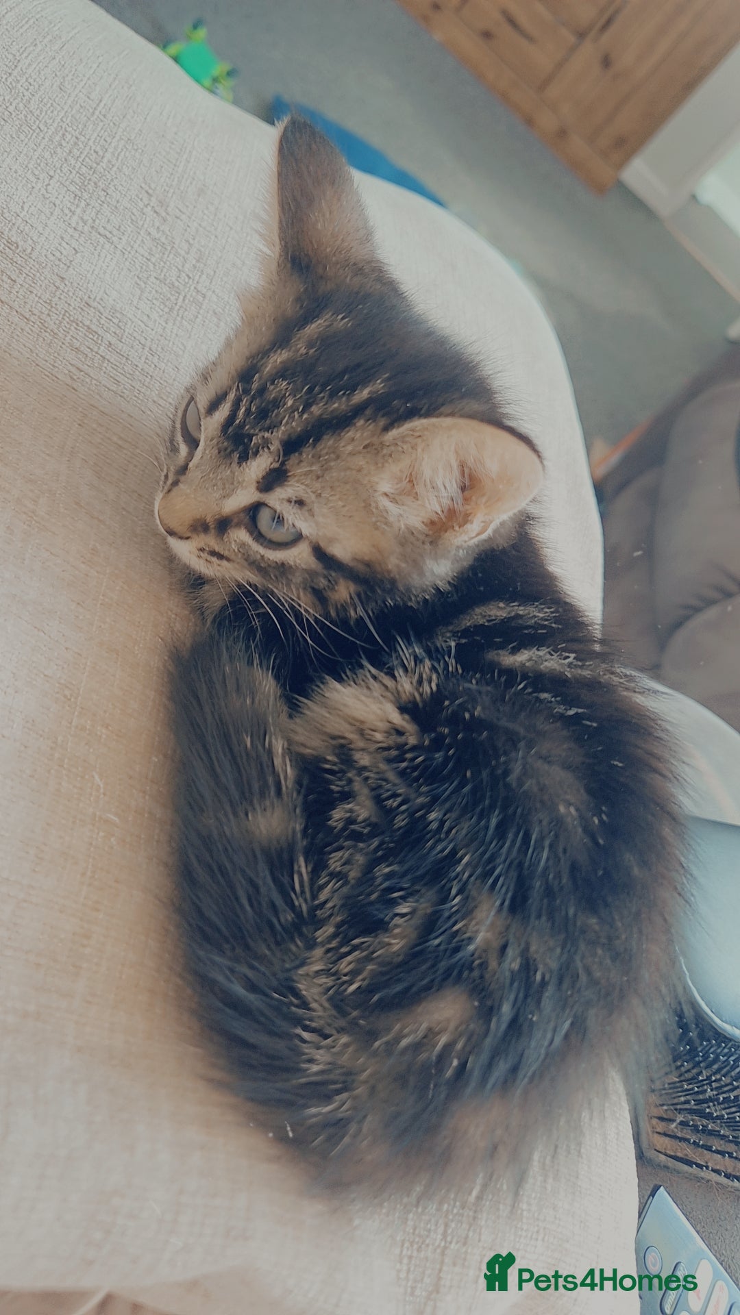 Mixed Breed cats for sale: 6 adorable kittens looking for homes❤️ - Image 7