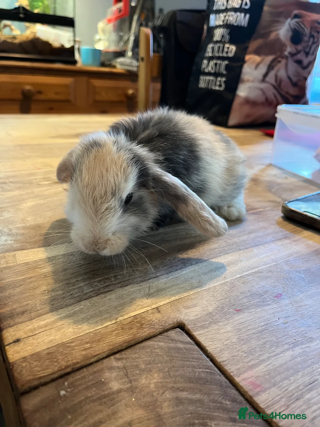 Mini Lion Lop rabbits for sale: Lion lop cross bunnies - Advert 2
