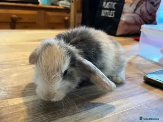 Mini Lion Lop rabbits Lion lop cross bunnies - Advert 9