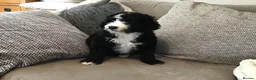Bernedoodle dogs for sale: AMAZING BERNEDOODLE PUPPIES - Advert 22