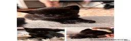 Mixed Breed cats for sale:     Healthy 7 Week Old Kittens (Ready Soon) in London - Advert 17