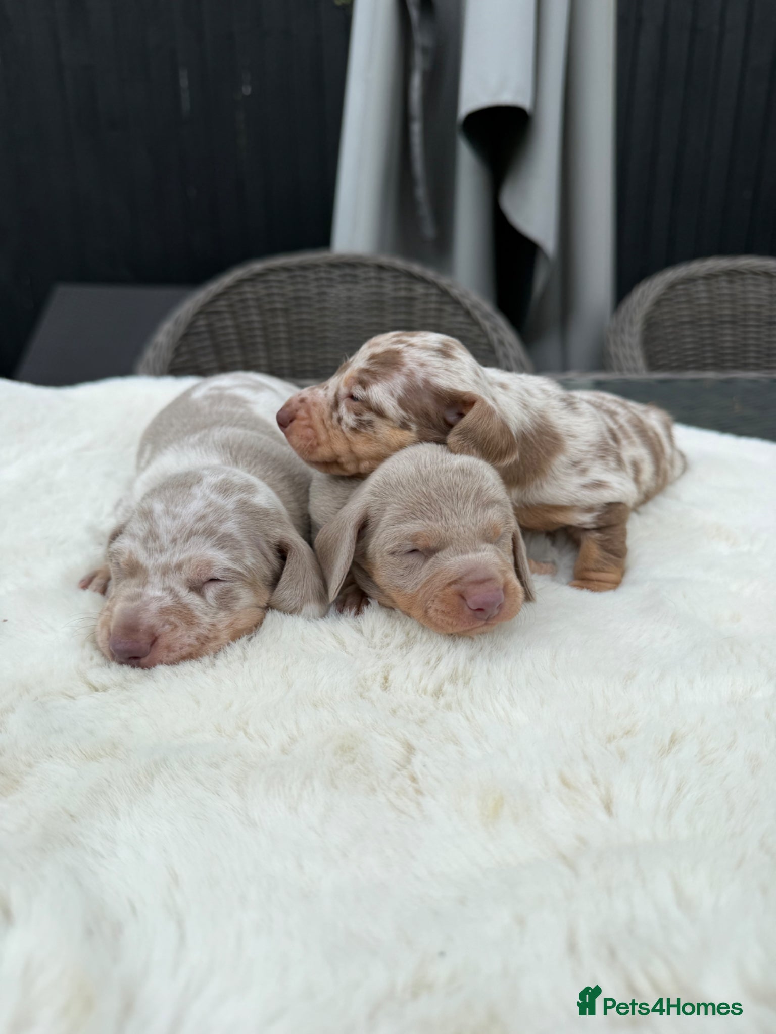Miniature Dachshund dogs Kennel club Miniature Dachshunds  - Advert 1