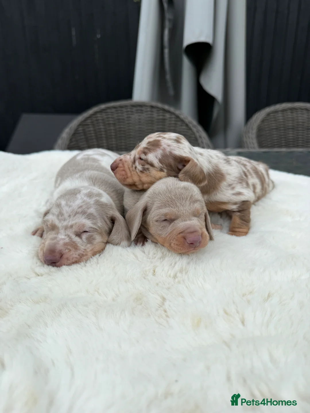 Miniature Dachshund dogs for sale: Kennel club Miniature Dachshunds  - Advert 1