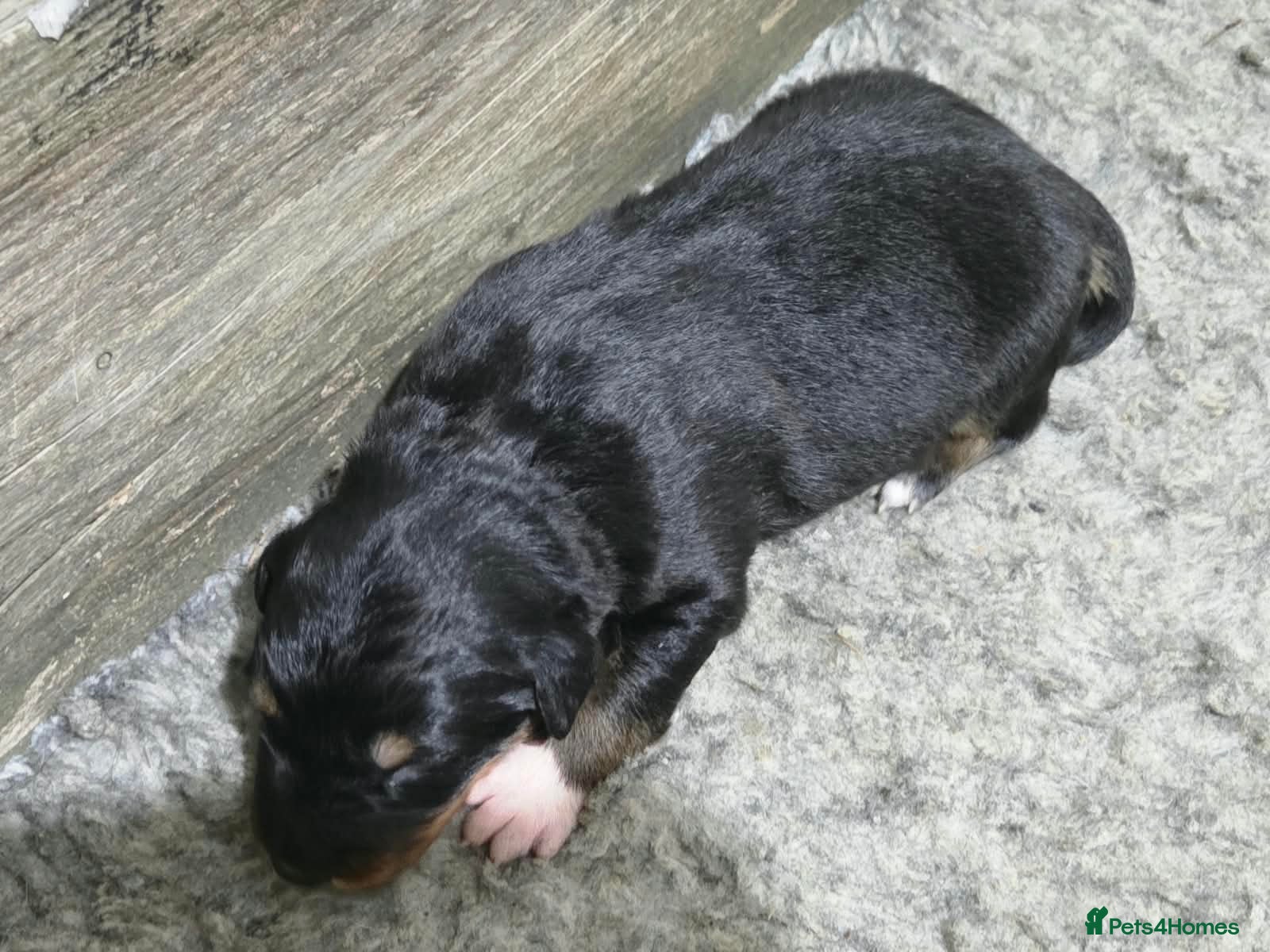 Border Collie dogs Border Collie puppies for sale(long haired) - Advert 2