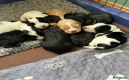 Sprocker dogs for sale: Sprocker Spaniel Puppies 🐶 - Image 1
