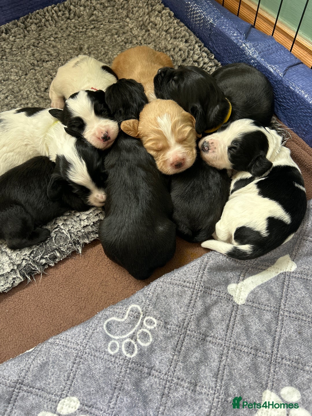 Sprocker dogs for sale: Sprocker Spaniel Puppies 🐶 - Image 1